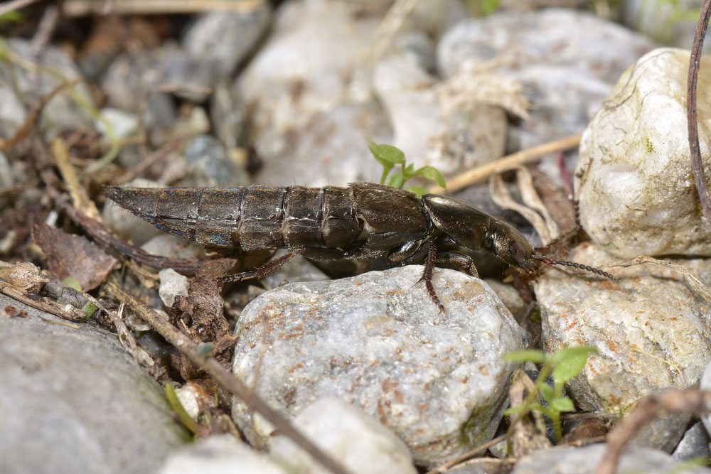 Staphylino da id. - Ocypus  picipennis ssp. fallaciosus